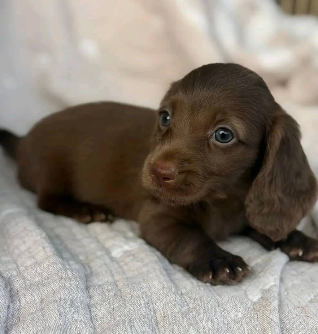 Meet Cocoa