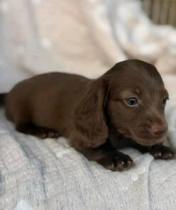 Meet Cocoa