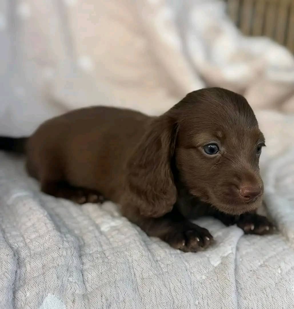 Meet Cocoa