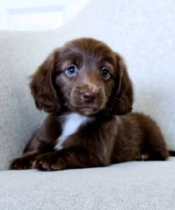 Chocolate & White Standard Dachshund Puppy – Truffle