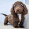 Chocolate & White Standard Dachshund Puppy – Truffle