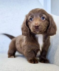 Chocolate & White Standard Dachshund Puppy – Truffle