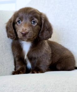 Chocolate & White Standard Dachshund Puppy – Truffle
