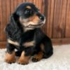 Winston – Black & Tan Standard Dachshund Puppy for Adoption