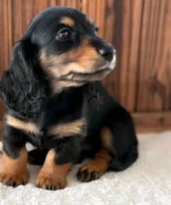Winston – Black & Tan Standard Dachshund Puppy for Adoption