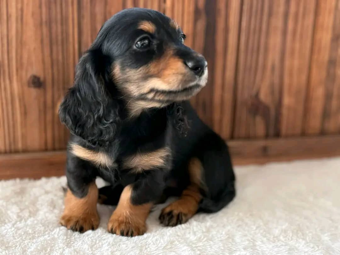 Winston – Black & Tan Standard Dachshund Puppy for Adoption