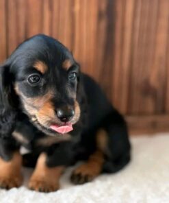 Winston – Black & Tan Standard Dachshund Puppy for Adoption