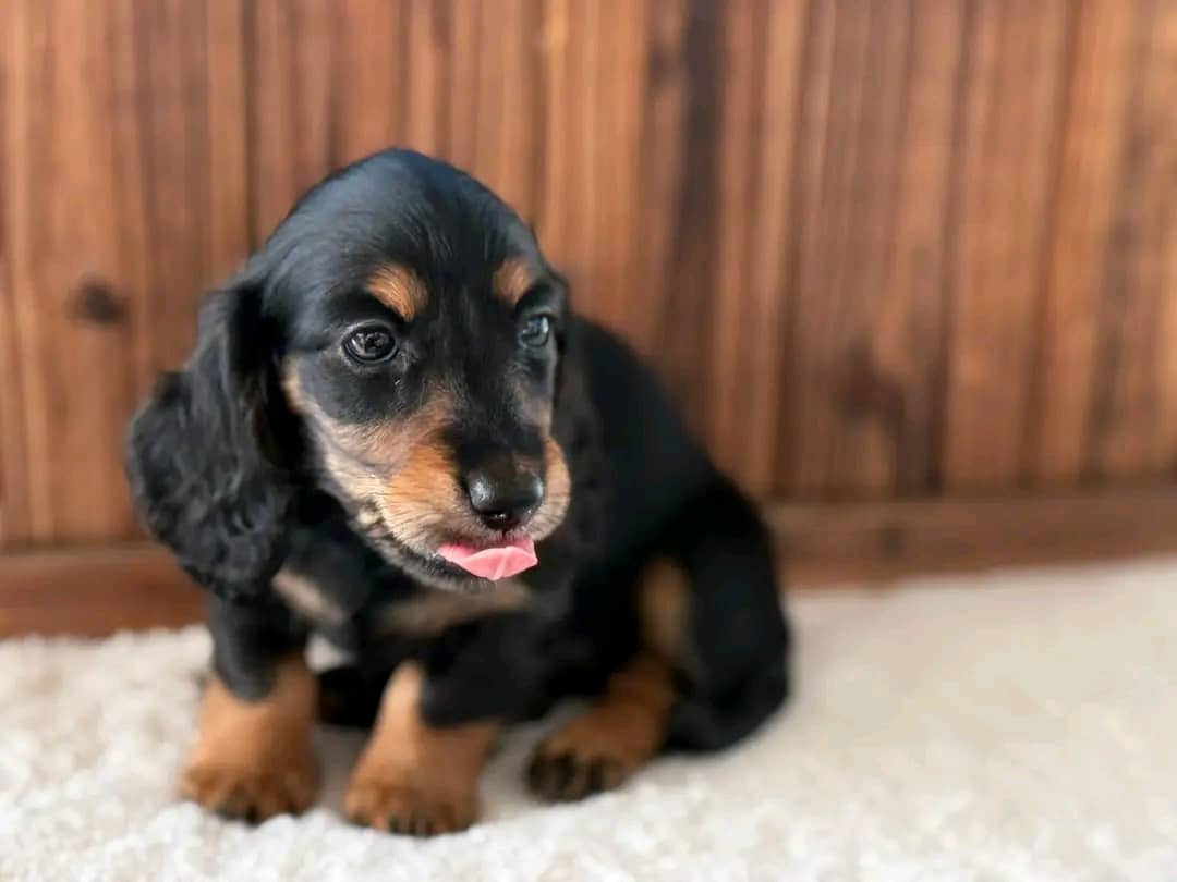 Winston – Black & Tan Standard Dachshund Puppy for Adoption